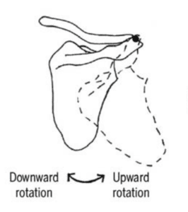 downward rotation and upward rotation of the scapula