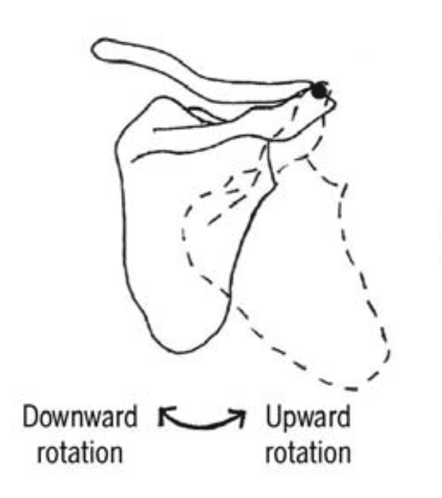 An Often Overlooked Cause of Shoulder Pain - 360Clinician