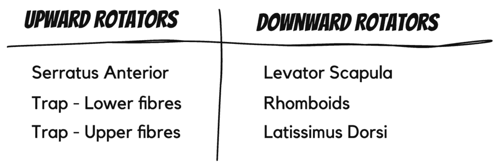 Upward versus downward rotators of the shoulder